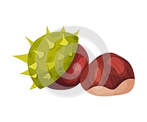 Open Chestnut Thorned Shell with Brown Nut Nearby Vector Illustration