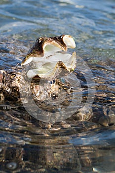 Open Shell Rests on a Rock at the Tide Line