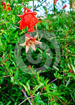 Open and Closed Pomegranate Red Flowers