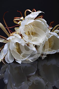 Open cluster of tropical night blooming cereus white flower on a black background with reflection