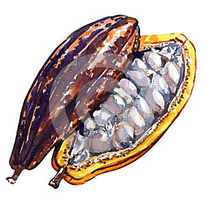 Open cocoa pod on a white background.