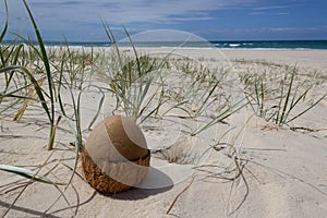 open Coconut on the beach in rainbow beach, queensland, australia. The Coconut looks like an dinosaur egg