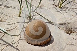 open Coconut on the beach in rainbow beach, queensland, australia. The Coconut looks like an dinosaur egg