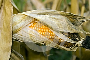 Open Corn