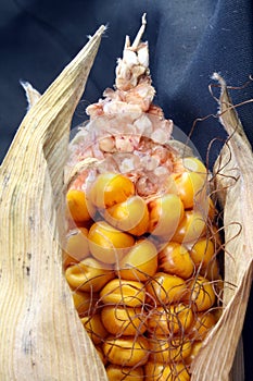 Open Corn/Maize Ear with Dark Background