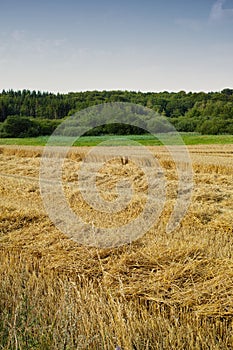 An open cornfield or meadow with brown grass and green trees against the horizon under clear blue sky copy space during