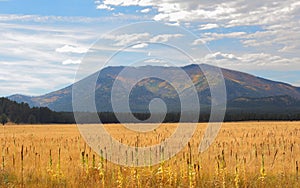 Open country meadow in autumn