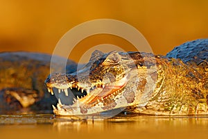 Open crocodile muzzle with big teeth. Portrait of Yacare Caiman in water plants, crocodile with open muzzle, Pantanal, Brazil. Det
