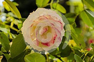 Open Demask Sweet Rose Flower