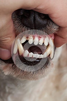 Open dog mouth