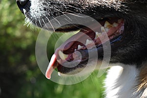 Open dog Muzzle with Dental Tartar
