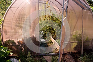 An open door to a small greenhouse where cucumbers and other vegetables and plants grow