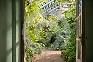 Open doors in greenhouse with various ferns, palms and other tropical plants in sunny day
