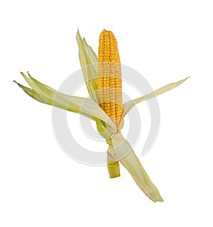 Open ear of corn on dried stalk with dried leaves on white background