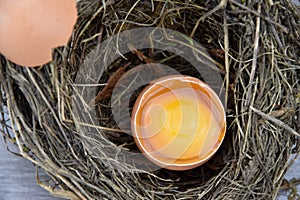 Open egg in a bird's nest, shell lying on the nest. Yolk and albumen.