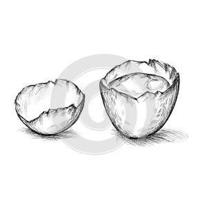 Open egg and eggshell