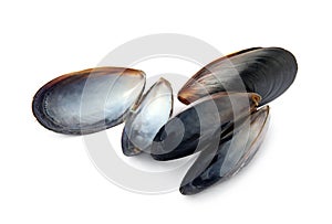 Open empty mussel shells on white background