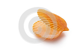 open empty scallop shell