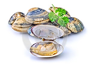 Open en closed clams with shellfish isolated on white background