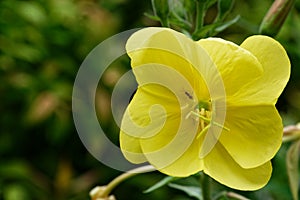 An open evening primrose flowr