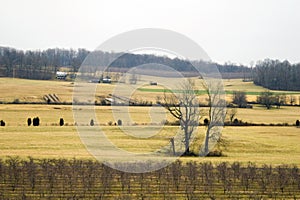 Open Farmland - Virginia