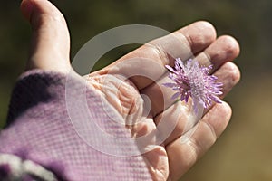 Open female palm with a flower of Knautia arvensis on a background of green meadow