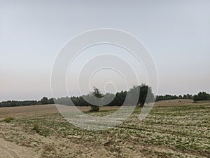 Open field with distant trees and clear sky in tranquil rural scene