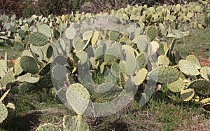 Prickly Pear Cactus Desert Field photo