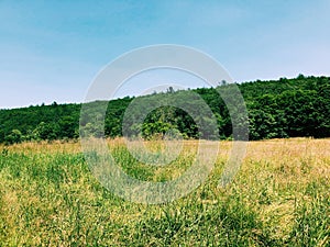 An open field inside Mine Hills Preserve