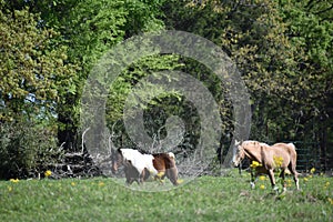 Two horses in an open field