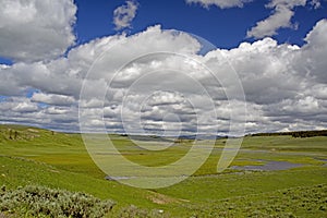 Open fields and blue skies of Yellowstone National Park.