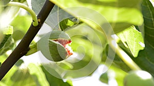 Open fig fruit in branch of tree