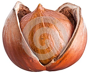 Open filbert nut