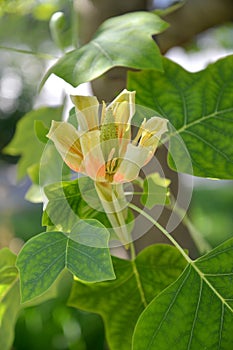 Open flower lyriodendron tulip tulip tree Liriodendron tulipifera L