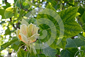 Open flower lyriodendron tulip tulip tree Liriodendron tulipifera L