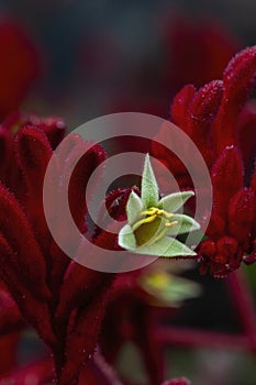 Open flower of a red kangaroo paw plant