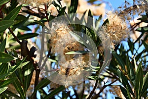Open flowers of oleander releasing its seeds in the wind