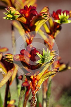 Open flowers of a orange kangaroo paw plant