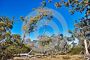Open forest in the arid Western Australian outback