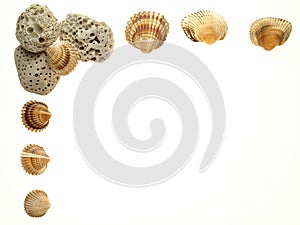 Open frame of scallop shells