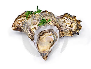 Open fresh raw oyster clams isolated and ready to eat