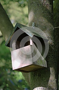 Open fronted bird nest box on tree trunk