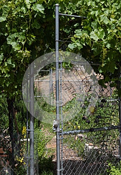 Open garden gate covered in grape vines, springtime welcome to the garden, chain link gate, vertical