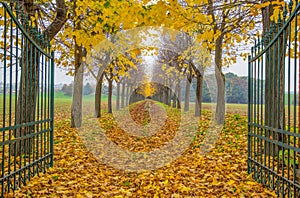 Open gate with foliage in Italy in Autumn time / trees/ gate/ road / empty/ autumn