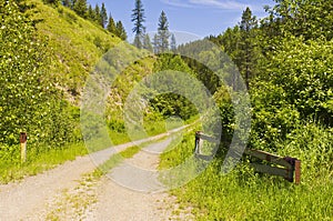 Open gate in the forest
