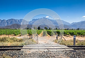 Open gate gravel road entrance to grape vines vineyard on a hot