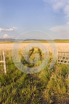 Open Gate to a Field with Clear Skies and a Small Shed