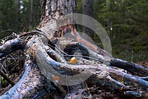 Open gnarled roots of the old tree