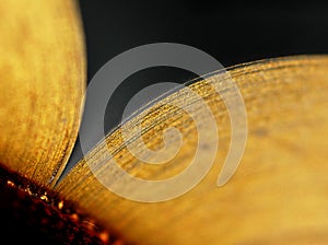 Open gold leaf book