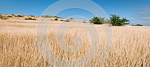 Open grassland panorama